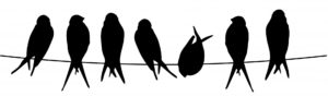 birds on wire